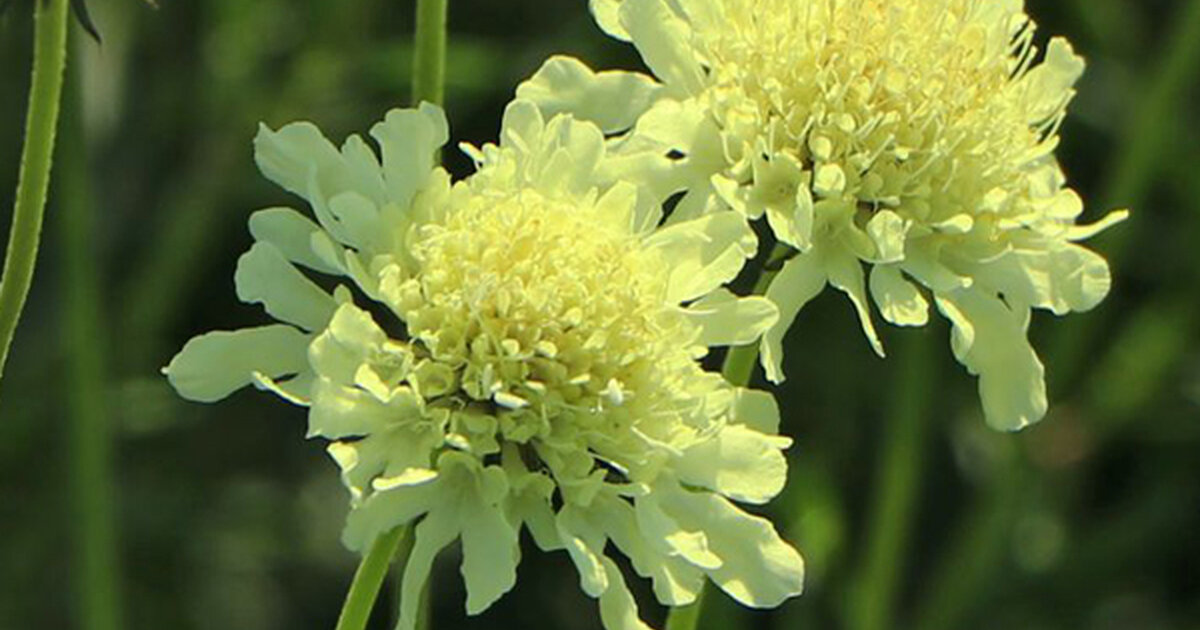 Hlaváč Žltkastý - Scabiosa ochroleuca 'Moon Dance' • Poni Veni ...