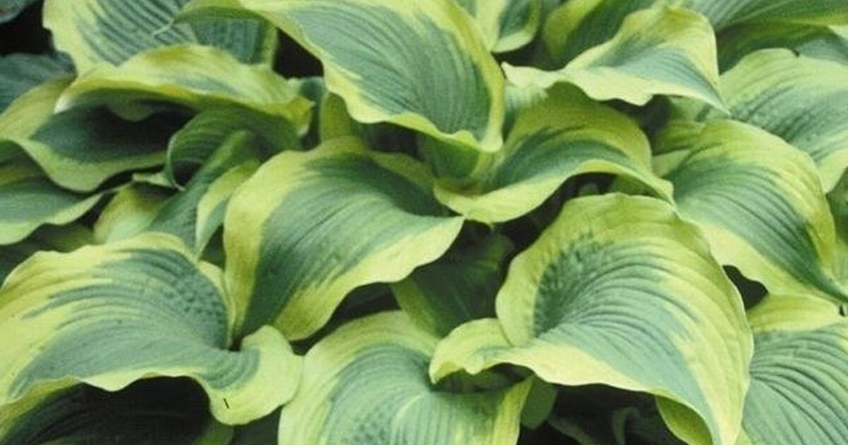 Funkia - Hosta 'Atlantis' • Poni Veni (Slovenské trvalky)