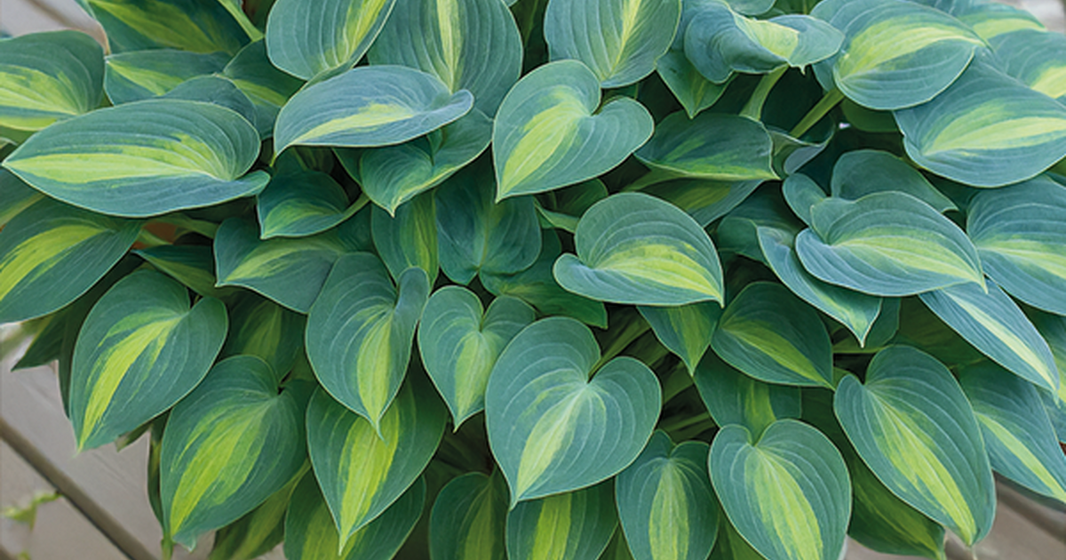 Funkia - Hosta 'Catherine' • Poni Veni (Slovenské trvalky)