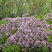 Origanum 'Compactum' - pamajorán