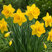 Narcissus 'Gigantic Star' - narcis 5ks v balení