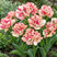 Tulipa 'Belicia' 3ks v balení- tulipán