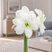 Amaryllis 'Alaska' - zornica M