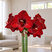 Amaryllis 'Andes Fever' - zornica M