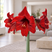 Amaryllis 'Andes Fire' - zornica M
