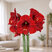 Amaryllis 'Andes Sunset' - zornica M