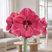 Amaryllis 'Bolero' - zornica M