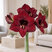 Amaryllis 'Mandela' - zornica M
