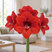 Amaryllis 'Red Victory' - zornica 30/32