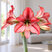 Amaryllis 'Revelation' - zornica M