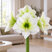 Amaryllis 'Siberia' - zornica M