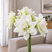 Amaryllis 'White Symphony' - zornica M