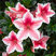 Azalea 'Mrs Gerard' - azalka K1L