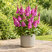 Buddleja 'Butterfly Cerise' - budleja