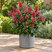 Buddleja 'Butterfly Ruby' - budleja