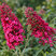 Buddleja 'Prince Charming' - budleja