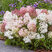 Hydrangea 'Groundbreaker Blush' - hortenzia K1,5L