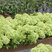 Hydrangea 'Groundbreaker Gre' - hortenzia K1,5L