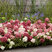 Hydrangea 'Groundbreaker Ruby' - hortenzia K1,5L 