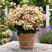 Hydrangea 'Polestar' - hortenzia