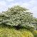 Viburnum 'Opening Day' - kalina