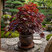 Acer 'Black Lace' - javor K3L