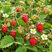 Fragaria 'Alexandria' - lesná jahoda
