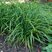 Carex 'Irish Green'  - ostrica