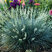 Festuca 'Compacta Blue' - kostrava K10,5L