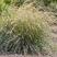 Festuca mairei - kostrava