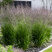 Molinia 'Banshee' - bezkolenec