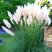 Cortaderia 'Pumila' - pampová tráva K1L