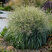Panicum 'Niagara Falls' - proso