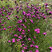 Dianthus carthusianorum - klinček
