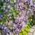 Campanula 'Lisduggan Var.' - zvonček