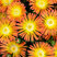 Delosperma 'Solstice Orange' - poludňovka