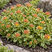 Sedum 'Variegatum' - rozchodník