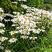 Leucanthemum 'Silberprinzessche' - margaréta 