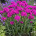 Lychnis 'Cherry Bubbles' - smolnička