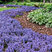 Ajuga 'Chocolate Chip' - zbehovec