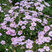 Geranium 'Frivolius Lilac' - pakost