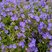 Geranium 'Johnon's Blue' - pakost