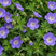 Geranium 'Rozanne' - pakost