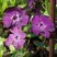 Vinca 'Atropurpurea' - zimozeleň