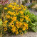 Rudbeckia ‘Deamii' - rudbekia