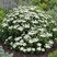 Achillea 'Nana Compacta' - rebríček