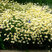 Anthemis 'Sauce Hollandaise' - rumanovec