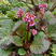 Bergenia 'Eden's Dark Margin' - bergénia