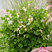 Dicentra 'Cupid'  - srdcovka K1L