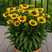 Echinacea 'SunSeekers Limoncello' - echinácea